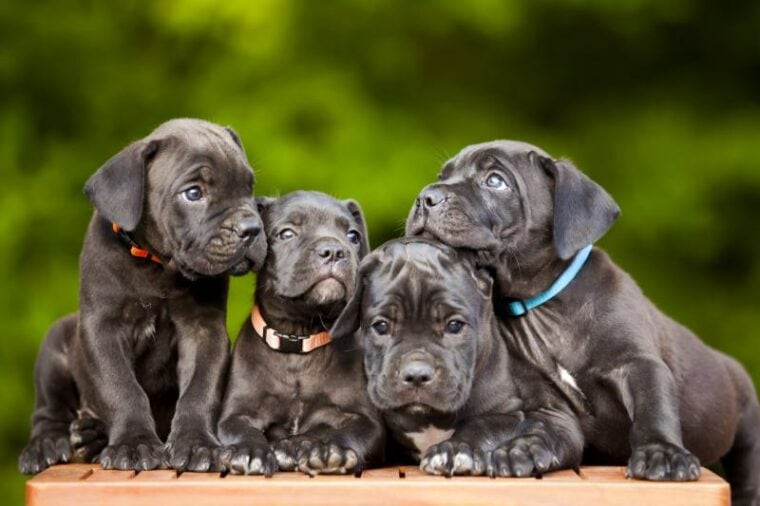 CANE CORSO